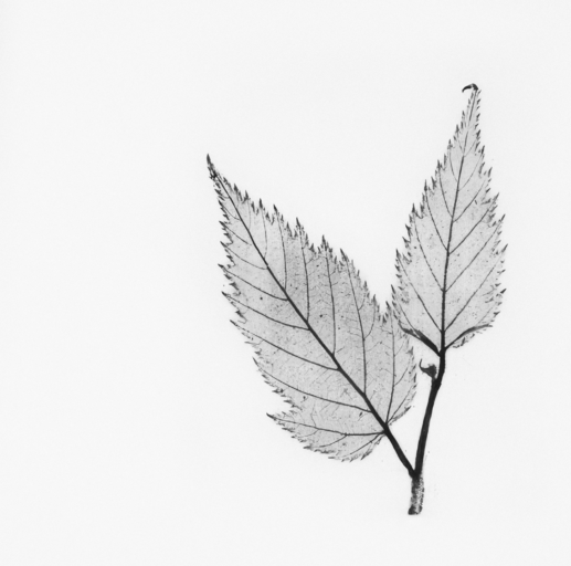 europeana-4VdjYVRB7d8-unsplash